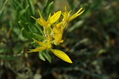 Ericameria suffruticosa