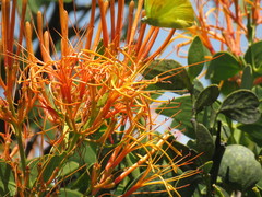 Psittacanthus schiedeanus