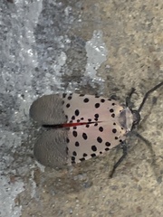 Lycorma delicatula