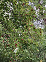 Crataegus mollis