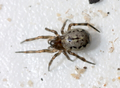 Enoplognatha