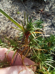 Scleranthus perennis