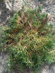 Scleranthus perennis