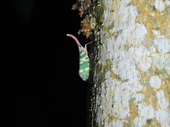 Pyrops candelaria