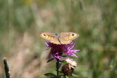 Lasiommata