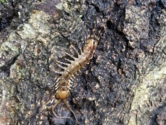Lithobius variegatus
