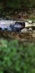 Plethodon glutinosus