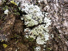 Phaeophyscia rubropulchra
