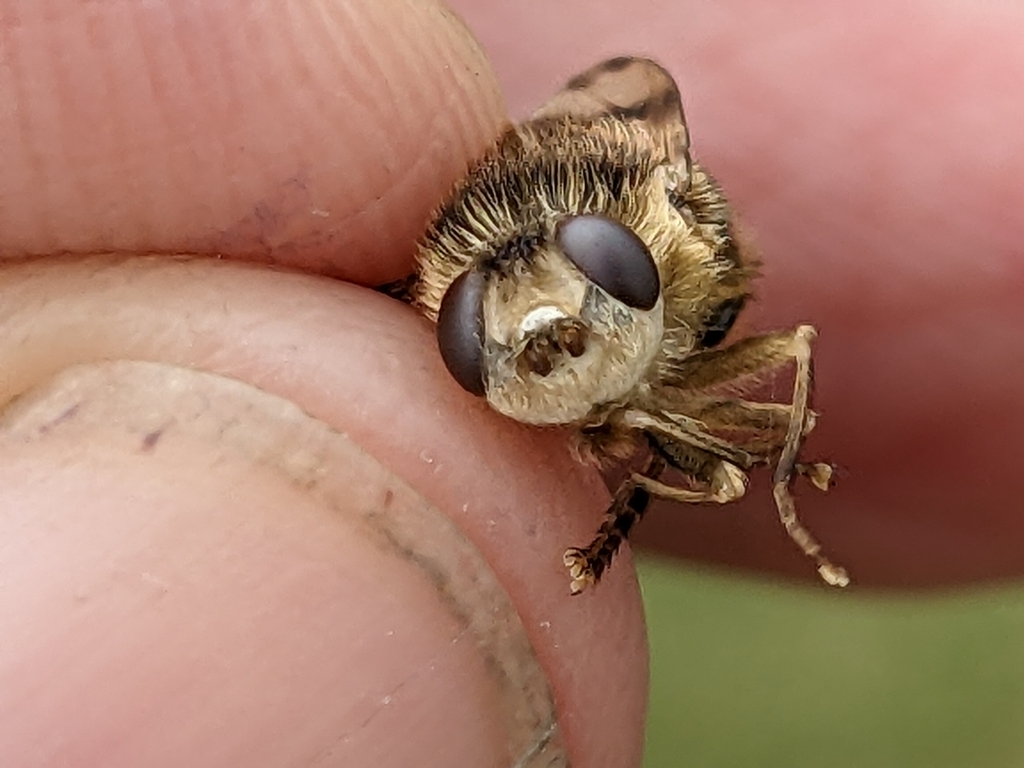 Horse Botfly from Wentnor, Bishops Castle SY9 5EL, UK on September 12 ...