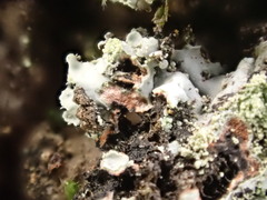 Phaeophyscia rubropulchra