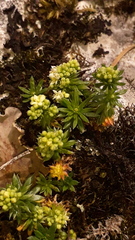 Galium anisophyllon