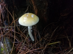 Amanita xylinivolva