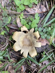 Scleroderma polyrhizum