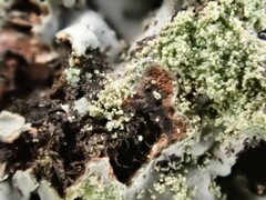 Phaeophyscia rubropulchra