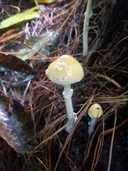 Amanita xylinivolva