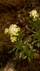 Galium anisophyllon