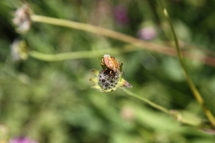 Carpocoris