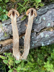 Cortinarius armillatus