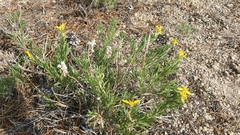 Ericameria suffruticosa