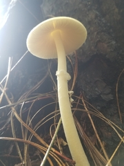 Amanita xylinivolva