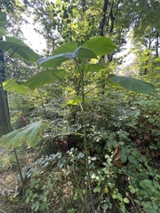 Reynoutria sachalinensis