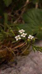 Galium anisophyllon