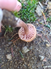 Laccaria laccata