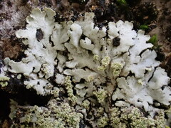 Phaeophyscia rubropulchra