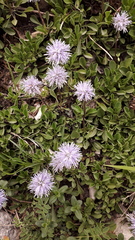 Globularia cordifolia