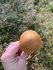 Cortinarius semisanguineus