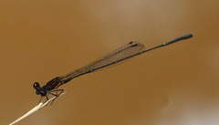 Prodasineura verticalis