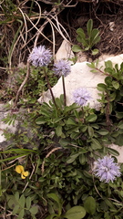 Globularia cordifolia