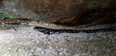 Plethodon glutinosus