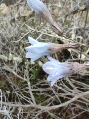 Ixia rapunculoides