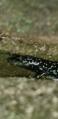 Plethodon glutinosus