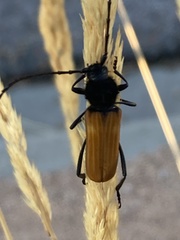 Tragidion coquus