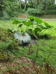 Gunnera tinctoria