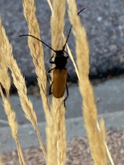 Tragidion coquus