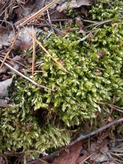 Brachythecium rutabulum