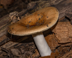 Russula decolorans