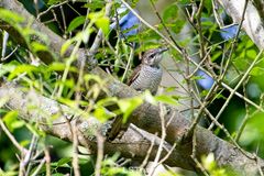 Cacomantis sonneratii