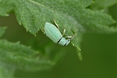 Phyllobius virideaeris