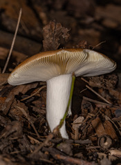 Russula decolorans