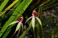 Caladenia orientalis