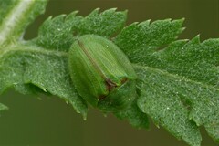 Cassida stigmatica