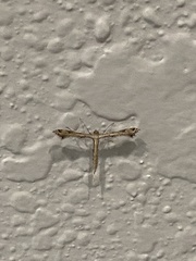 Lantanophaga pusillidactylus