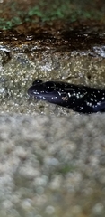 Plethodon glutinosus