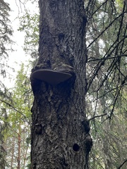 Phellinus populicola
