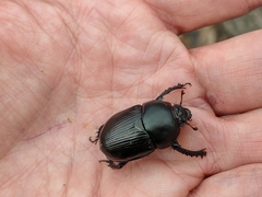 Geotrupes stercorarius
