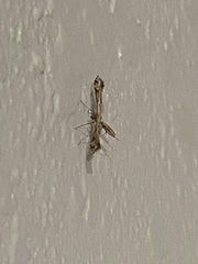 Lantanophaga pusillidactylus